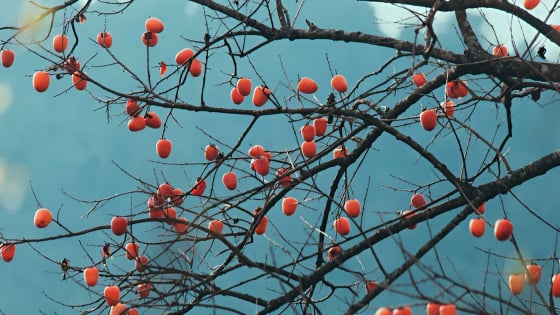 Nhớ mùa hồng chín