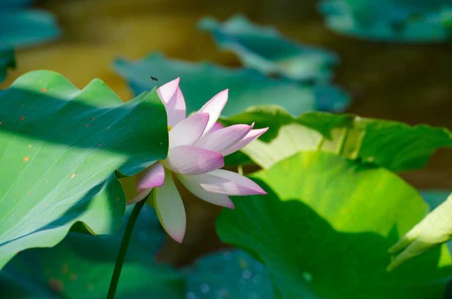 Ta đang sống hay chỉ đang nghĩ về cuộc sống?